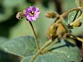 Himalayan Wonder-Flower